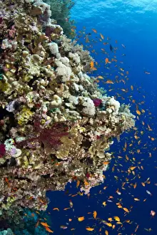 Anthias Prints: Picture No. 10890815