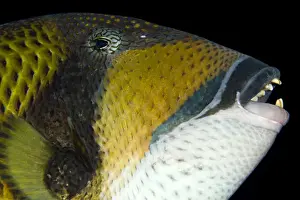 Triggerfish Prints: Picture No. 10890820