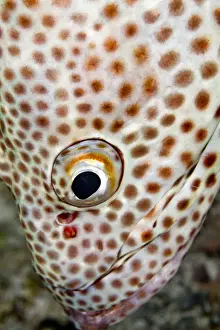 Grouper Prints: Picture No. 10890822