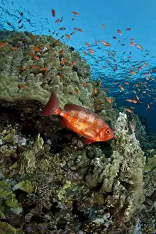 Anthias Prints: Picture No. 10890846