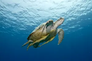 Remora Prints: Picture No. 10890848