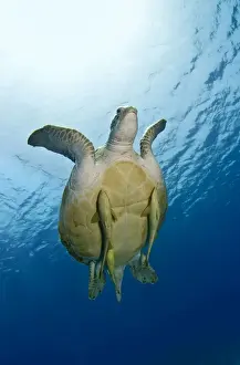 Remora Prints: Picture No. 10890849