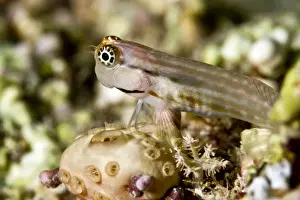 Blenny Prints: Picture No. 10890856