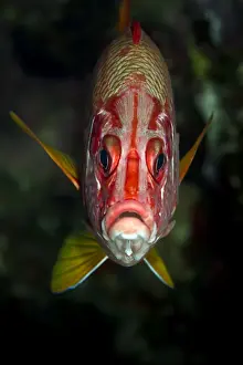 Squirrelfish Prints: Picture No. 10890869