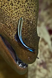 Moray Prints: Picture No. 10890874