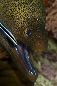 Moray Prints: Picture No. 10890875