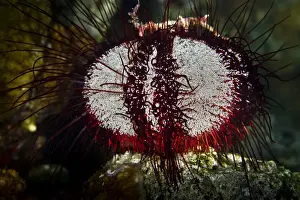 Urchin Prints: Picture No. 10890877