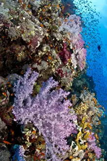 Dendronephthya Prints: Picture No. 10890883