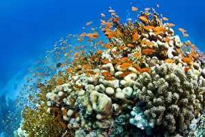 Anthias Prints: Picture No. 10890887