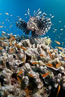 Anthias Prints: Picture No. 10890899