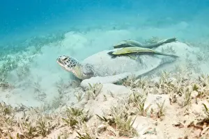 Remora Prints: Picture No. 10890900