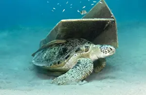 Remora Prints: Picture No. 10890904