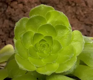 Aeonium Prints: Picture No. 10890945