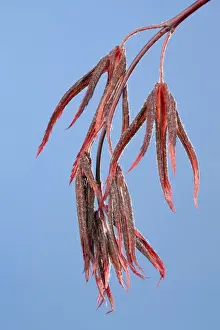 Acer Prints: Picture No. 10890961