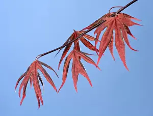 Picture No. 10890962