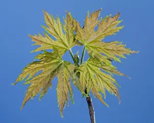 Pseudoplatanus Prints: Picture No. 10890963
