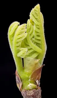 Ficus Prints: Picture No. 10890973