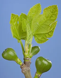 Leaves Prints: Picture No. 10890974