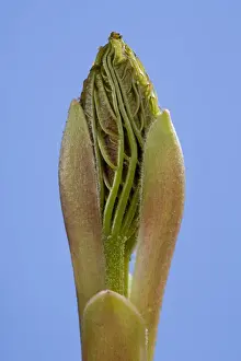 Picture No. 10890975