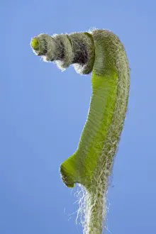 Asplenium Prints: Picture No. 10890997