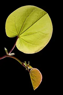 Redbud Prints: Picture No. 10891008