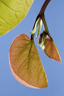 Picture No. 10891010