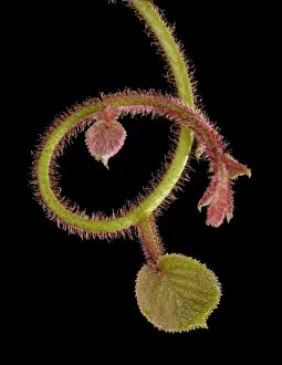Kiwi Prints: Picture No. 10891011