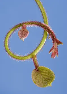 Kiwi Prints: Picture No. 10891012