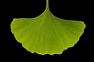 Ginkgo Prints: Picture No. 10891015