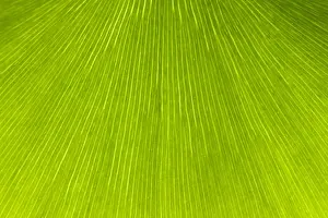 Ginkgo Prints: Picture No. 10891016