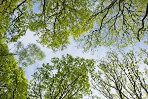 Fagus Prints: Picture No. 10891018