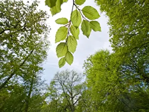 Fagus Prints: Picture No. 10891019