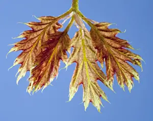 Sinensis Prints: Picture No. 10891022