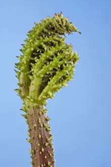 Gunnera Prints: Picture No. 10891034
