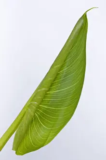 Unfolding Prints: Picture No. 10891040