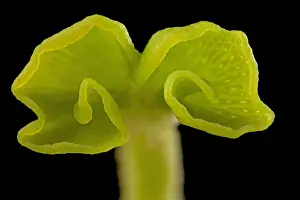 Ginkgo Prints: Picture No. 10891052