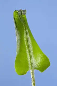 Asplenium Prints: Picture No. 10891064