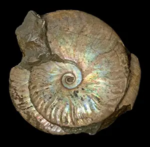 Ammonite Prints: Picture No. 10891087