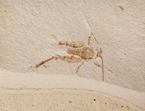 Orthoptera Prints: Picture No. 10891101