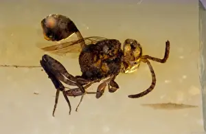 Wasp Prints: Picture No. 10891106