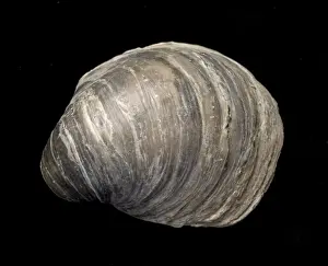 Oyster Prints: Picture No. 10891112