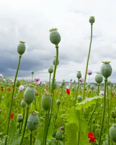 Papaver Prints: Picture No. 10891117