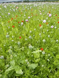 Papaver Prints: Picture No. 10891118