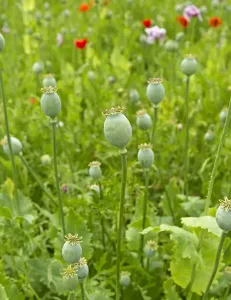 Papaver Prints: Picture No. 10891119