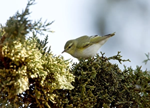 Images Dated 12th April 2011: Picture No. 10891128