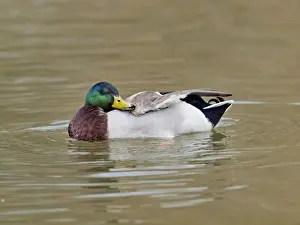Platyrhynchos Prints: Picture No. 10891147