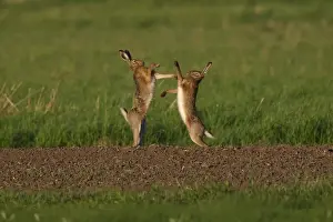 Europaeus Prints: Picture No. 10891162