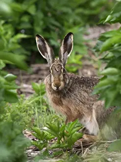 Europaeus Prints: Picture No. 10891166