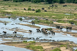 Olifants Collection: Picture No. 10891226