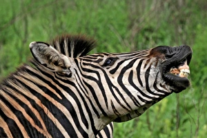 Images Dated 2nd December 2011: Picture No. 10891239